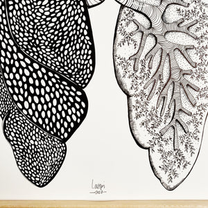 Illustrazione anatomica "Polmoni"
